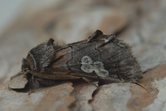 Diloba caerulocephala, de Krakeling. Behoort in Engeland tot de Notodontidae, de Tandvlinders. In Nederland wordt hij tot de Nachtuilen gerekend. Vliegt in de herfst. Is een echte struwelensoort. Waardplanten: Meidoorn en Sleedoorn.